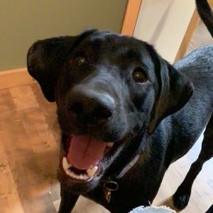 Meet your Posher, Sydney